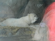 29th Dec 2022 - Polar Bear At Zoo