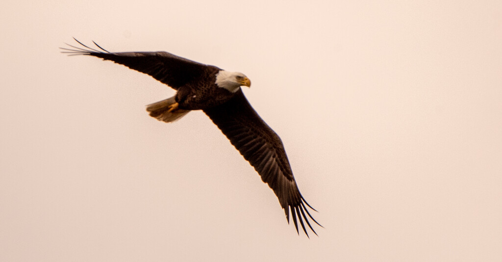 A Distant Shot of the Bald Eagle! by rickster549