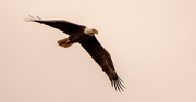 29th Dec 2022 - A Distant Shot of the Bald Eagle!