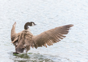 5th Nov 2022 - There was another Canadian Goose around 
