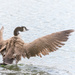 There was another Canadian Goose around  by creative_shots