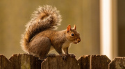 29th Dec 2022 - Squirrel on the Back Fence!