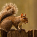 Squirrel on the Back Fence! by rickster549