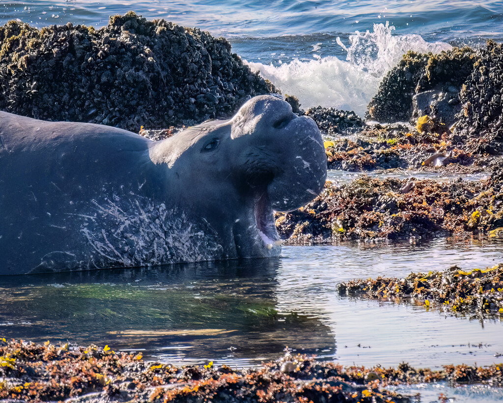 Elephant seal Bull announces his arrival by nicoleweg