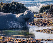 29th Dec 2022 - Elephant seal Bull announces his arrival