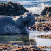 Elephant seal Bull announces his arrival