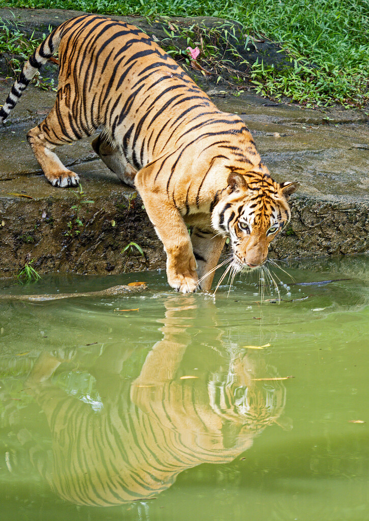 Malaysian Tiger Drinking_ by ianjb21