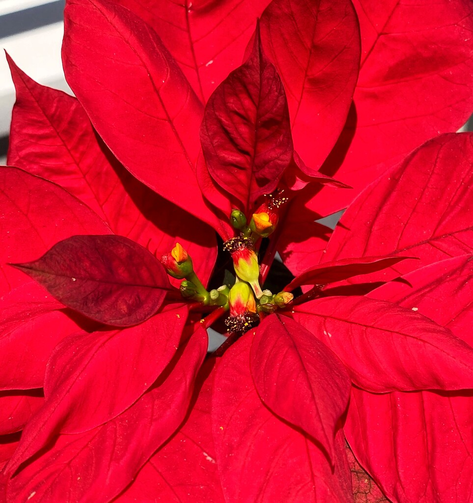 My attempt at a poinsettia capture.  by johnfalconer