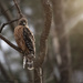 Red Shouldered Hawk by mistyhammond