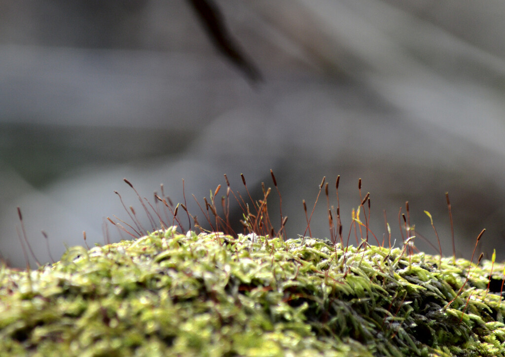 moss by francoise