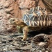 Star tortoise  by deidre