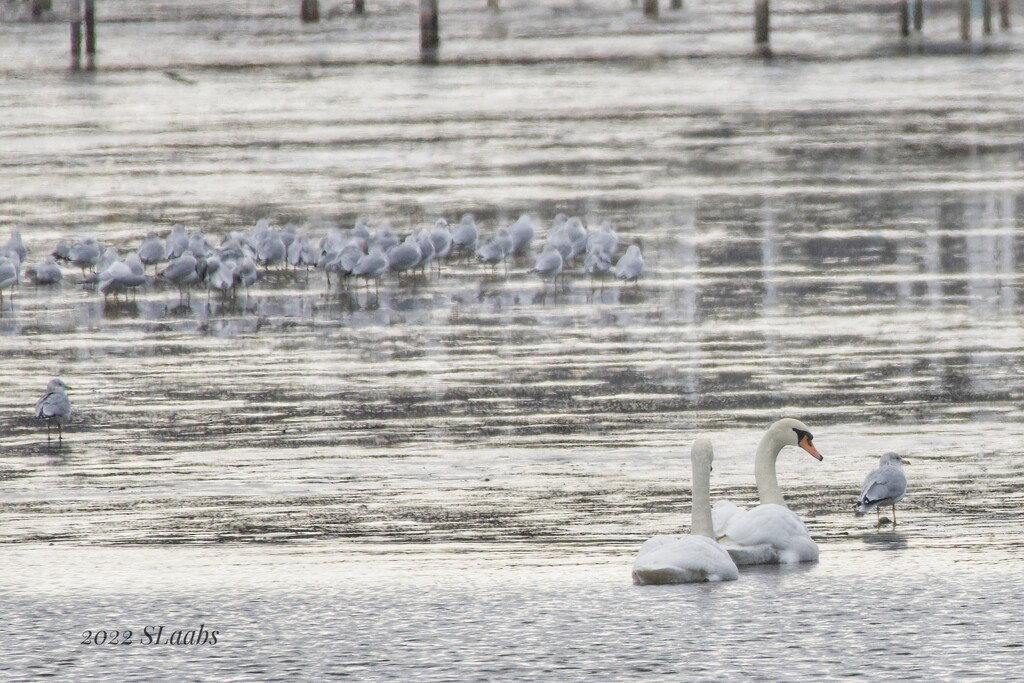 363-365 swans and gulls by slaabs