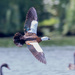 Canadian Goose circling around to land by creative_shots