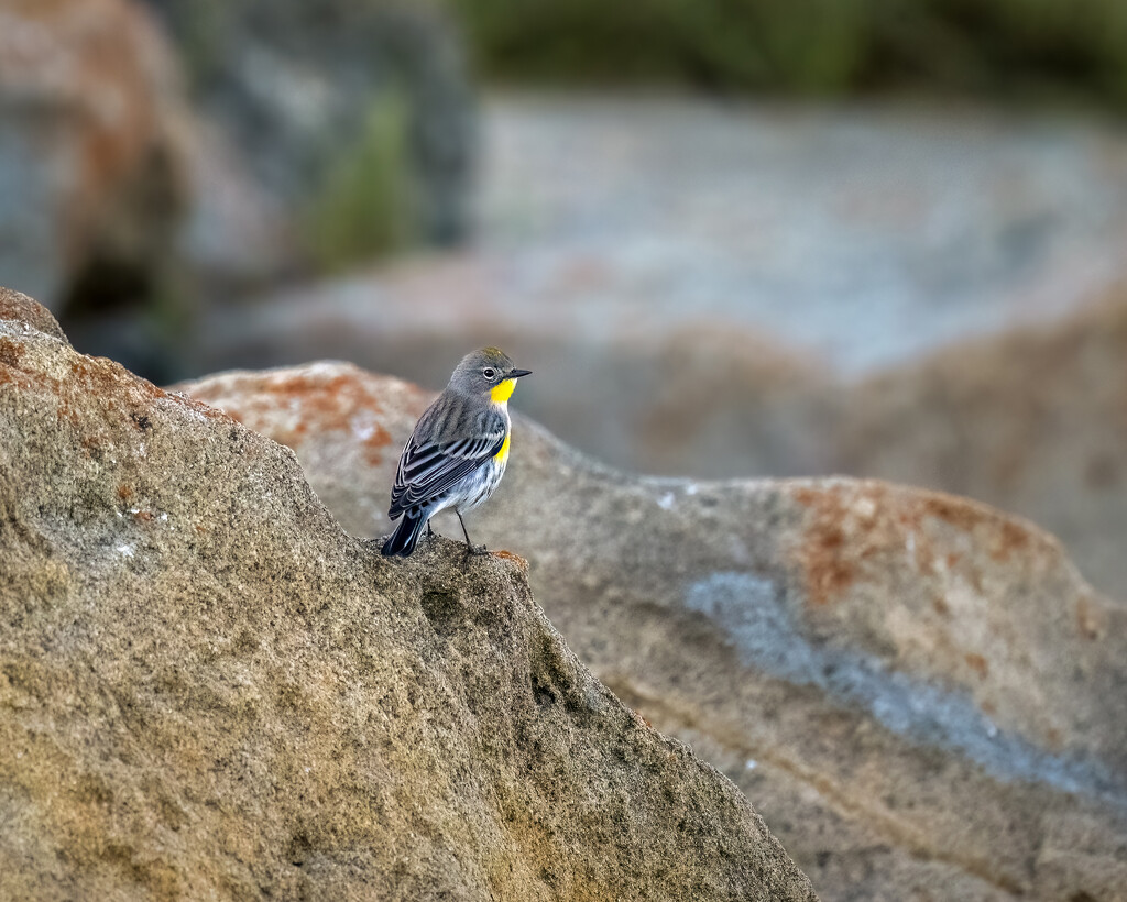 Yellow-rumped warbler at the beach by nicoleweg