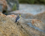 30th Dec 2022 - Yellow-rumped warbler at the beach
