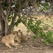  Botswana Beasts 3 by deidre