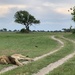  Botswana Beasts 5 by deidre