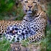  Botswana Beasts 7 by deidre