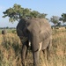 Botswana Beasts 9 by deidre