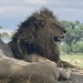  Botswana Beasts 8 by deidre