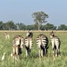  Botswana Beasts 13 by deidre