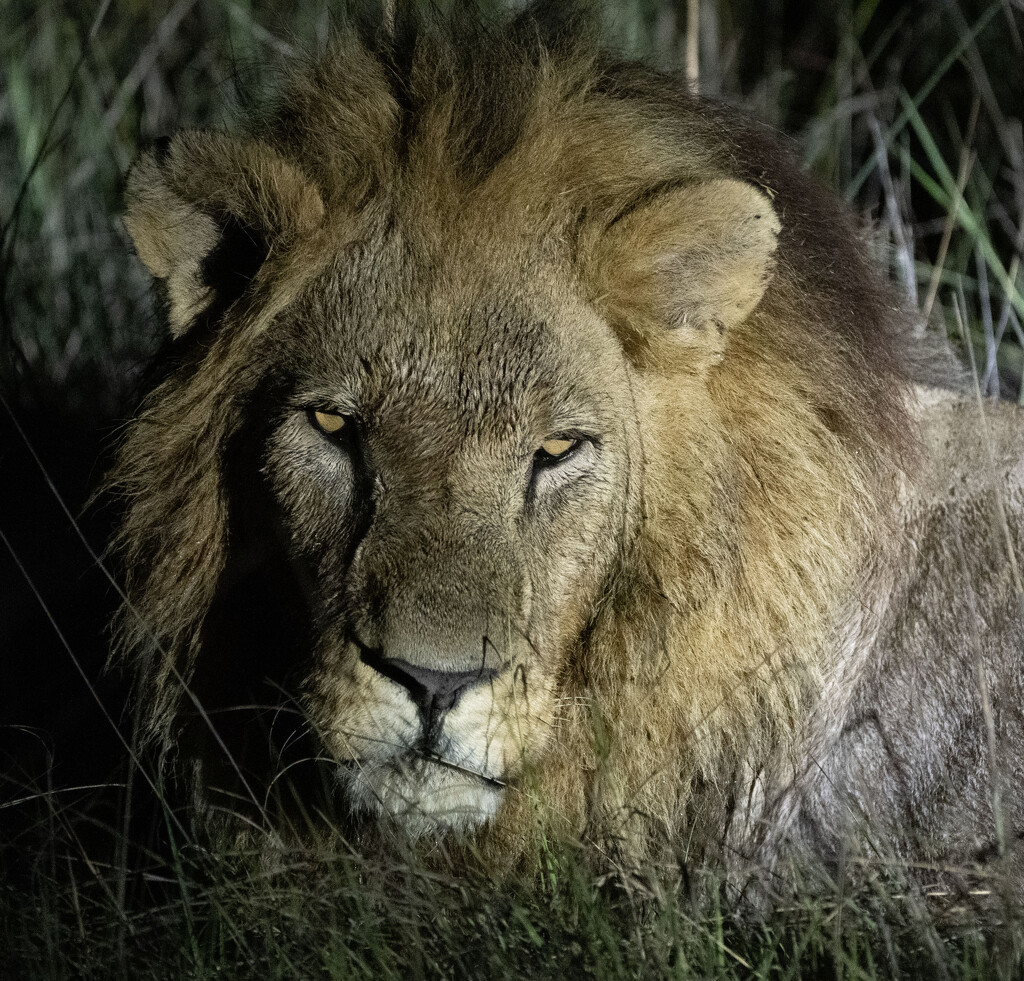  Botswana Beasts 15 by deidre