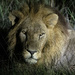  Botswana Beasts 15 by deidre