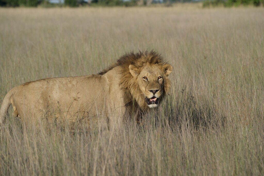  Botswana Beasts 19 by deidre