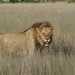  Botswana Beasts 19 by deidre