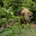  Botswana Beasts 25 by deidre