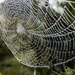 dew on a web by koalagardens