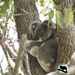 fashion sense by koalagardens