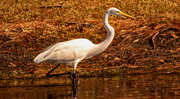 30th Dec 2022 - Egret on the Prowl!