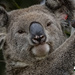 superstar by koalagardens