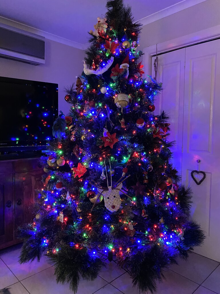 Our Christmas tree by nicolecampbell