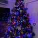 Our Christmas tree by nicolecampbell