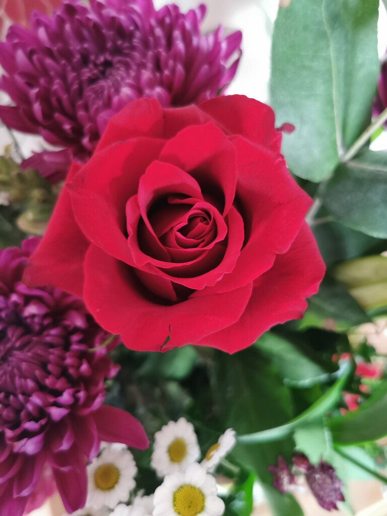 Red Rose  by plainjaneandnononsense