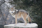 19th Dec 2022 - Mexican Gray Wolf