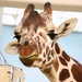 Giraffe Portrait  by randy23