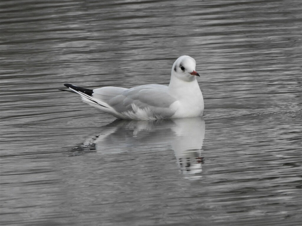 Black-headed Gull by oldjosh