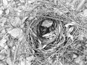 1st Jan 2023 - Abandoned nest...