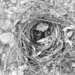 Abandoned nest... by marlboromaam