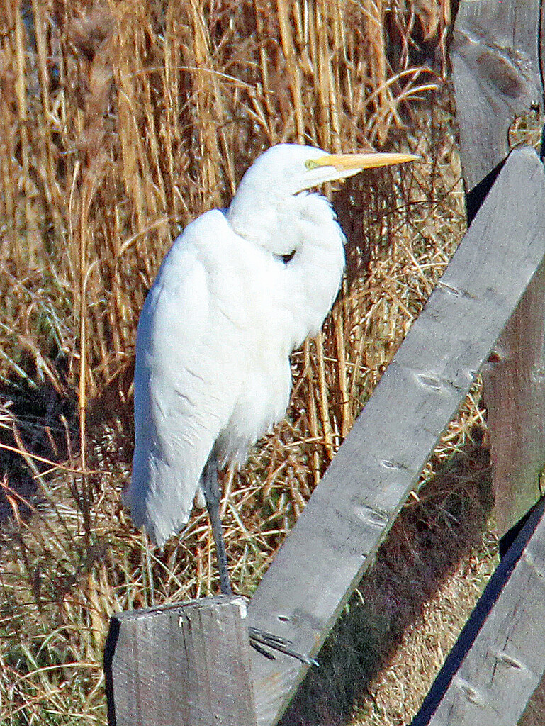 Dec 29 White Egret Close Up IMG_0028 by georgegailmcdowellcom