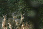 30th Dec 2022 - Dec 30 Deer 3 Across Street IMG_0052