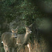 Dec 30 Deer 3 Across Street IMG_0052 by georgegailmcdowellcom