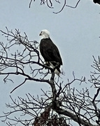 31st Dec 2022 - Dec 31 Bald Eagle Outside Dining Room at PG IMG_1144