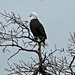 Dec 31 Bald Eagle Outside Dining Room at PG IMG_1144 by georgegailmcdowellcom