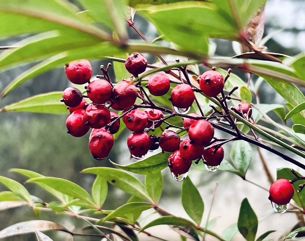 Nandina Berries.  by calm