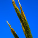Cactus against the sky by mdaskin