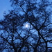 Moon framing by speedwell